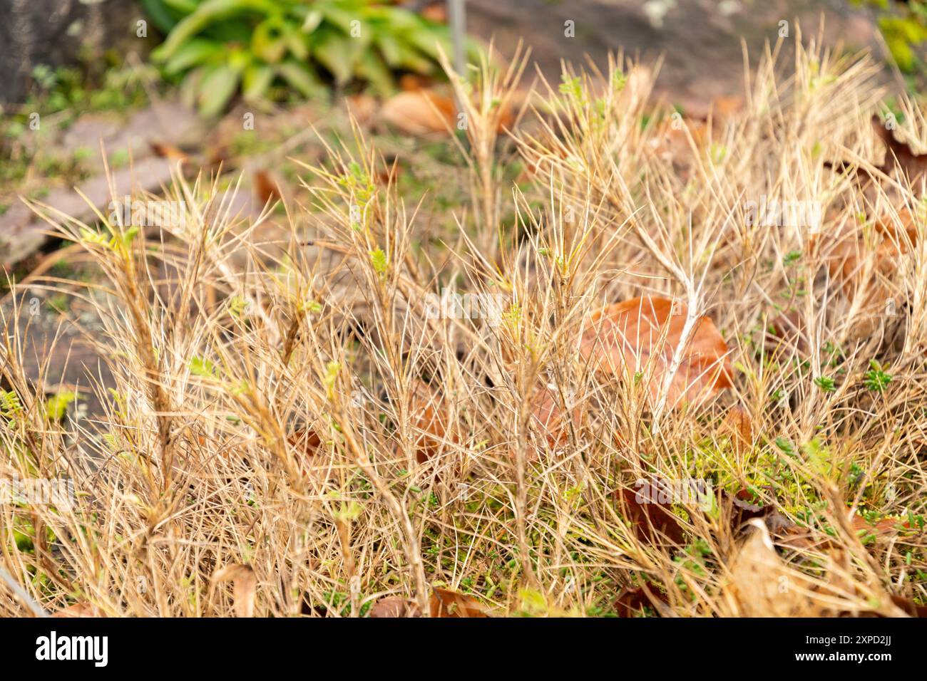 Zurigo, Svizzera, 5 gennaio 2024 Astragalus Sempervirens pianta presso il giardino botanico Foto Stock