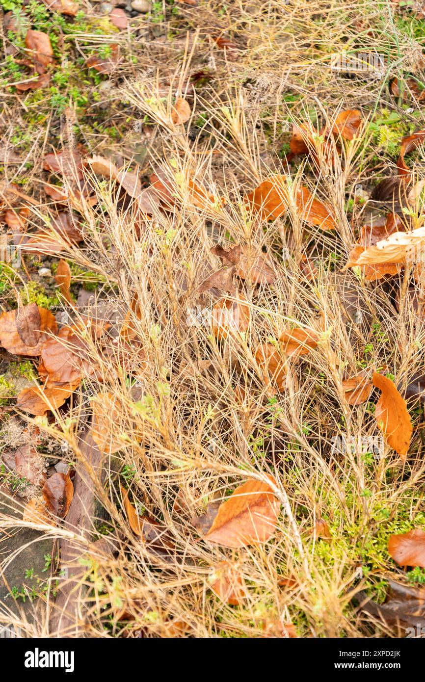 Zurigo, Svizzera, 5 gennaio 2024 Astragalus Sempervirens pianta presso il giardino botanico Foto Stock