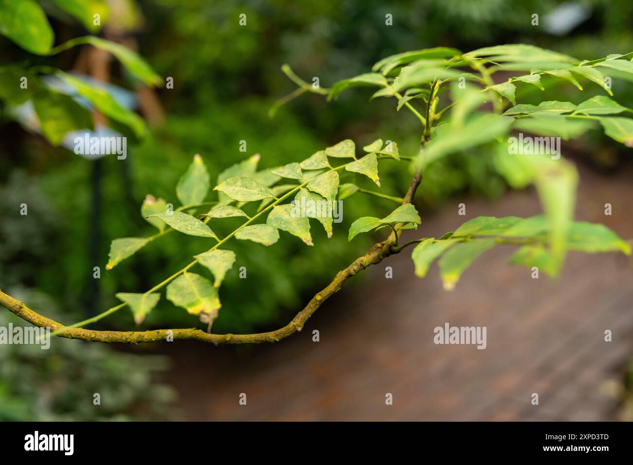 Zurigo, Svizzera, 5 gennaio 2024 Murraya Koenigii o curry al giardino botanico Foto Stock