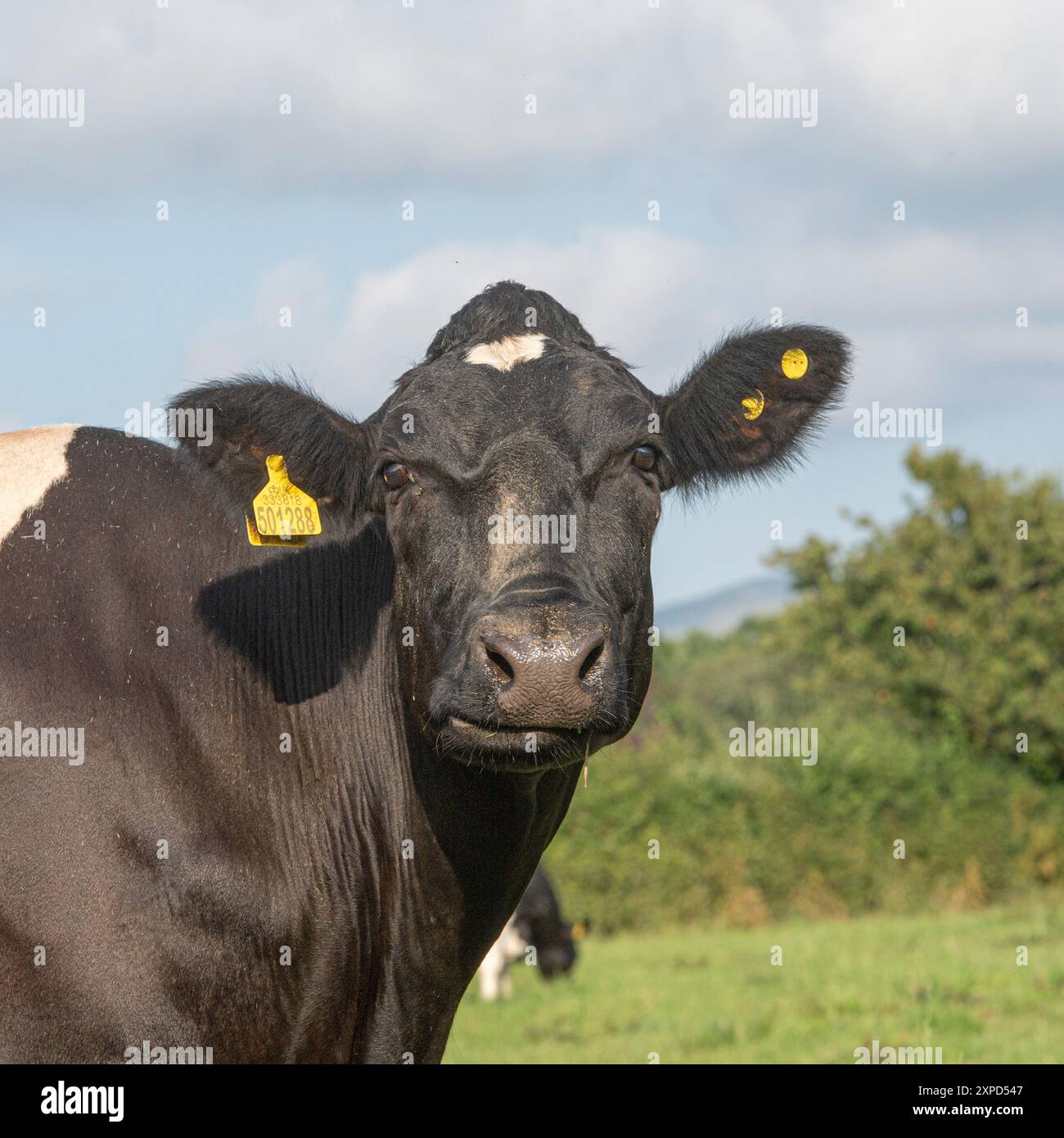 primo piano della mucca da latte holstein Foto Stock