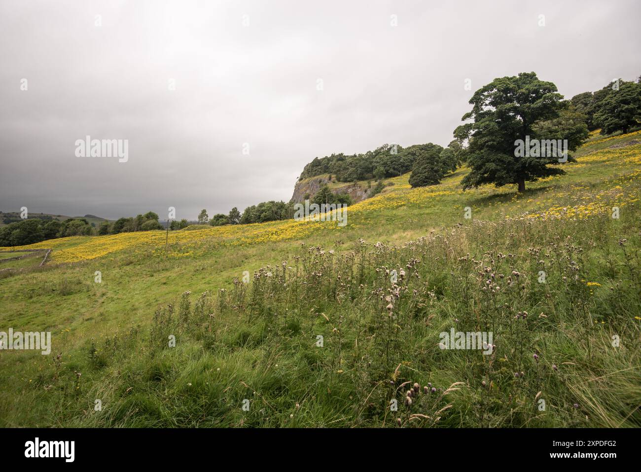 Ragwort sotto Winskill e la vicina cava (vicino a Settle) nel North Yorkshire. Foto Stock