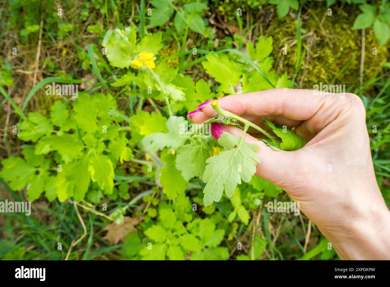 Chelidonium majus trasuda lattice giallo-arancione o linfa, nella mano della donna Foto Stock