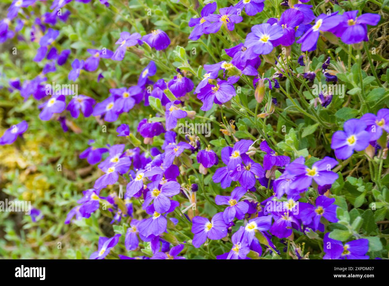 Fiori di cresta viola di roccia, Aubrieta deltoidea, che crescono su una roccia Foto Stock