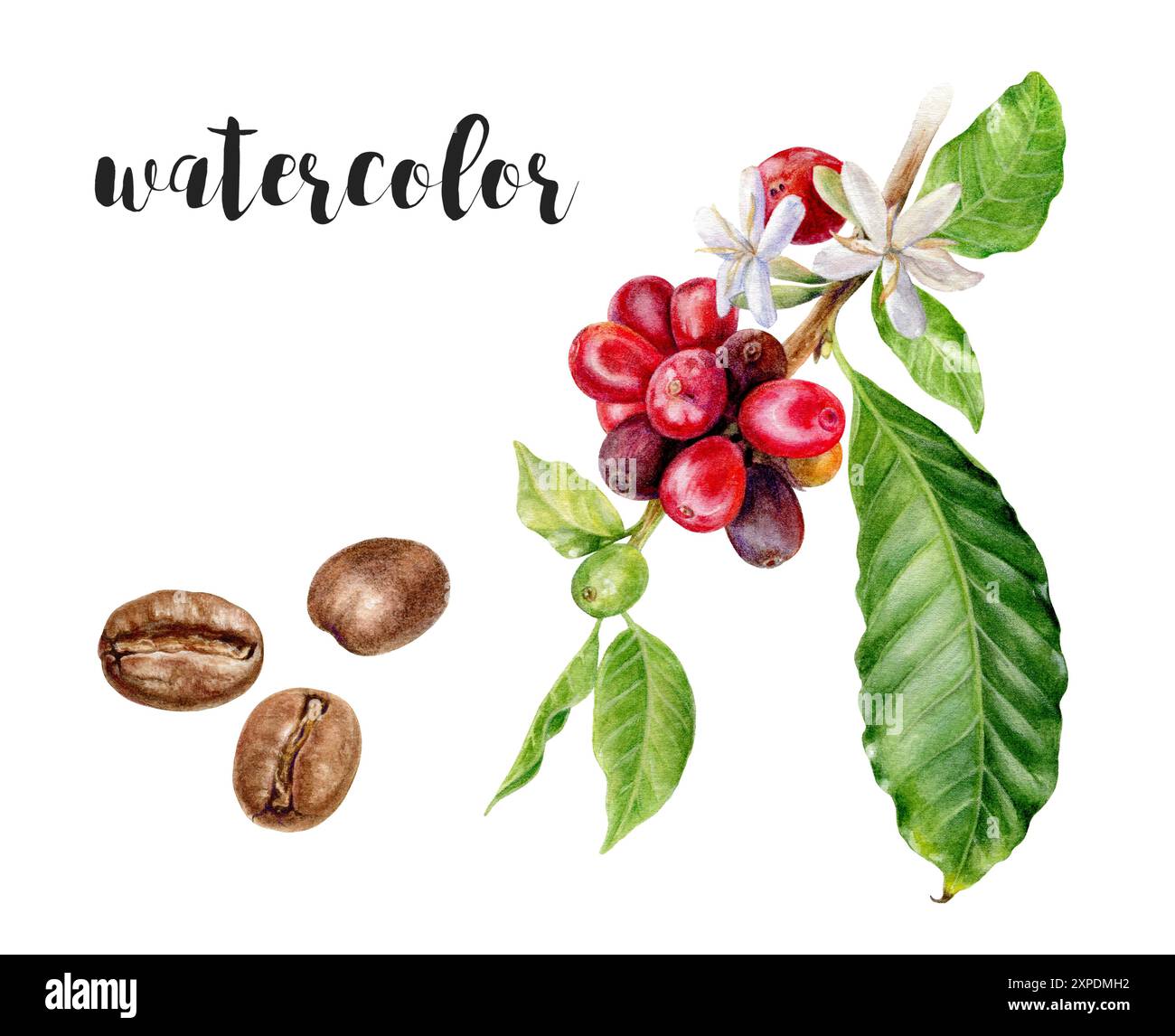 Splendido acquerello raffigurante una pianta di caffè con fagioli lussureggianti e fiori colorati Foto Stock