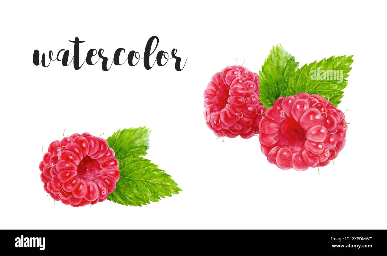 Scopri la bellezza dei vivaci lamponi di acquerello adornati con foglie di menta fresca Foto Stock Scopri la bellezza dei vivaci lamponi di acquerello adornati con foglie di menta fresca Foto Stock