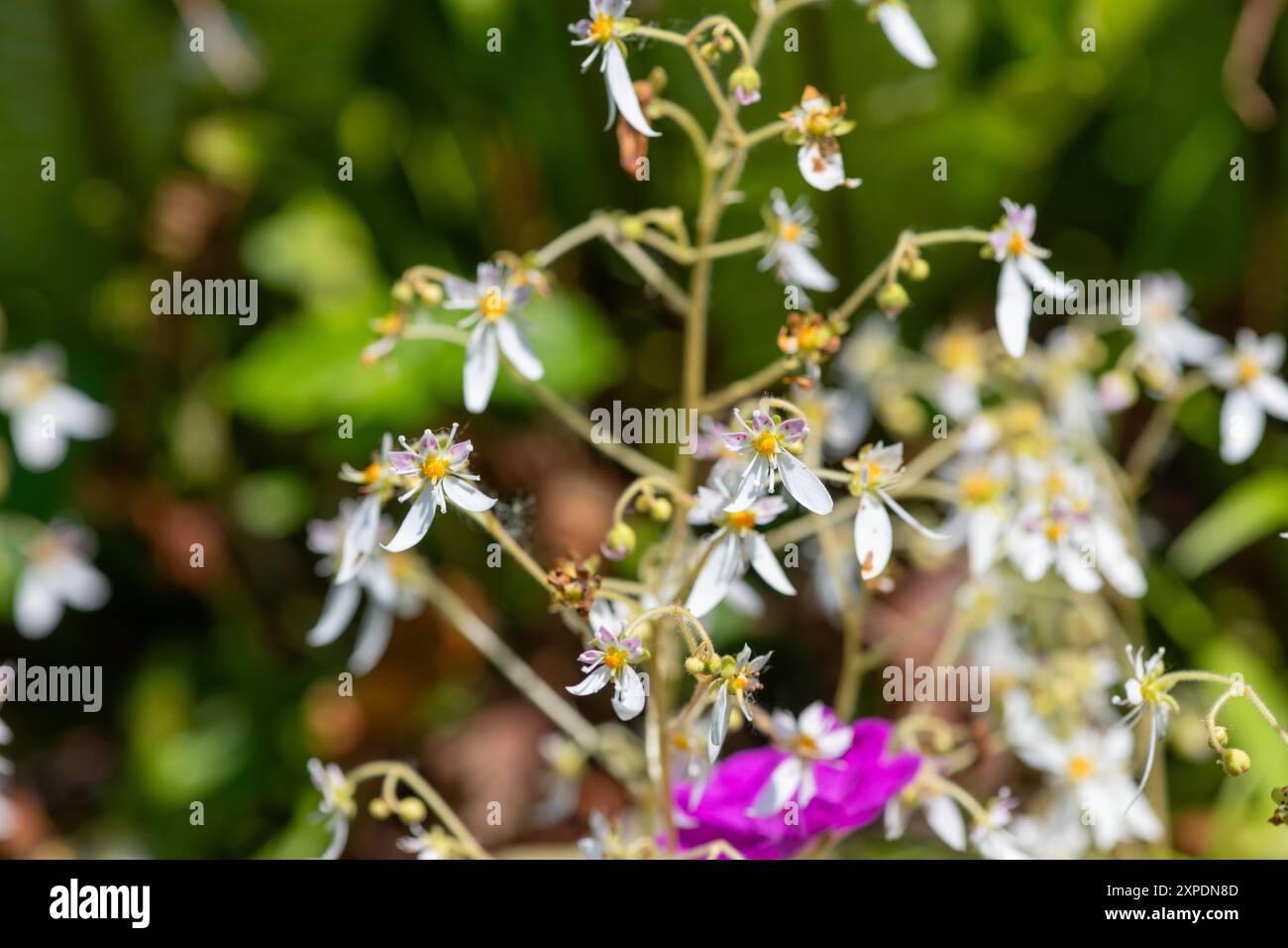 Primo piano del sassifraggio strisciante (saxifraga stolonifera) in fiore Foto Stock