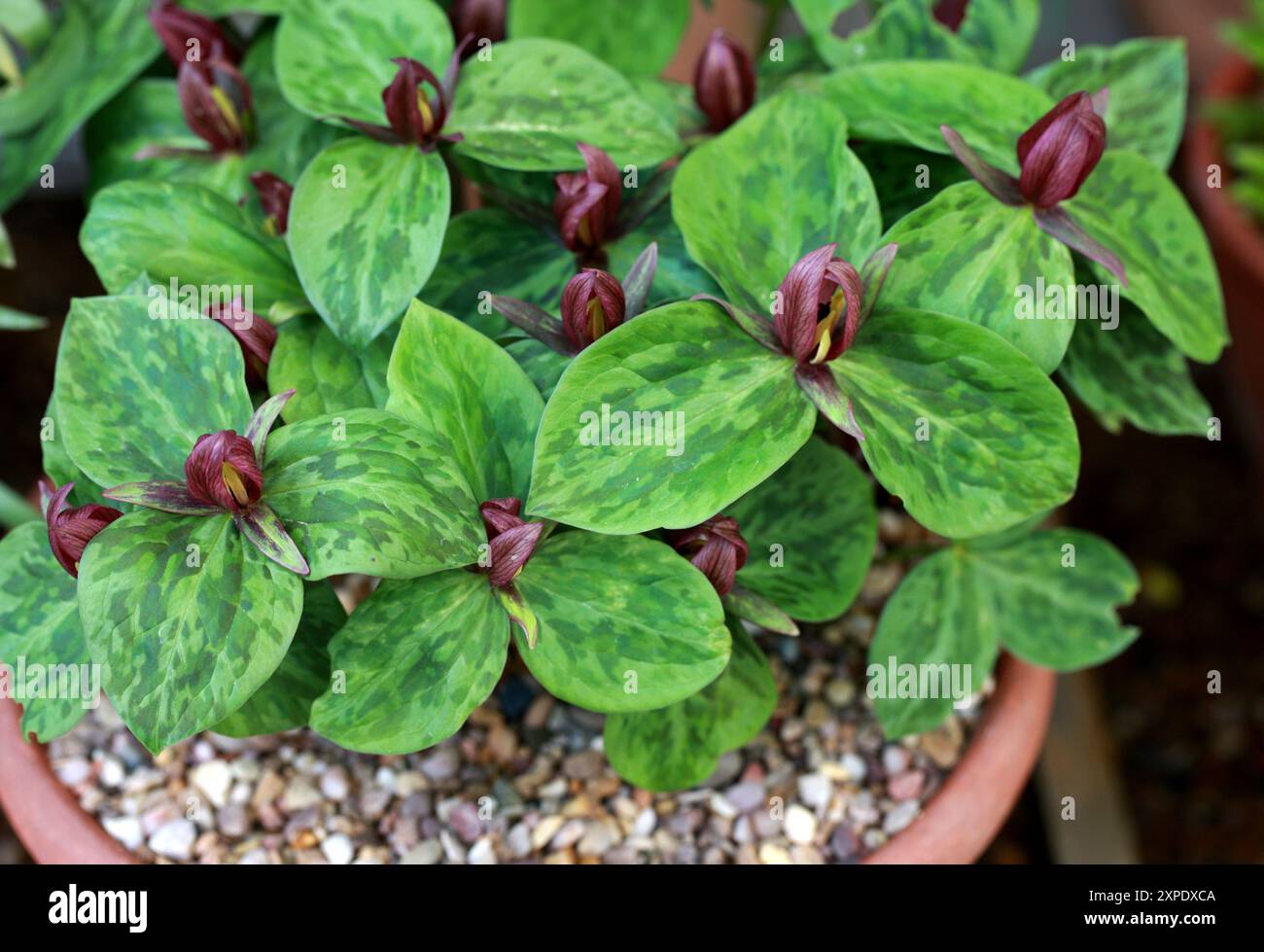 Toadshade, Toad Trillium, Sessile Trillium o Sessile-Flowered Wake-robin, Trillium sessile, Melanthiaceae (previouslyTrilliaceae). Stati Uniti, Nord America Foto Stock