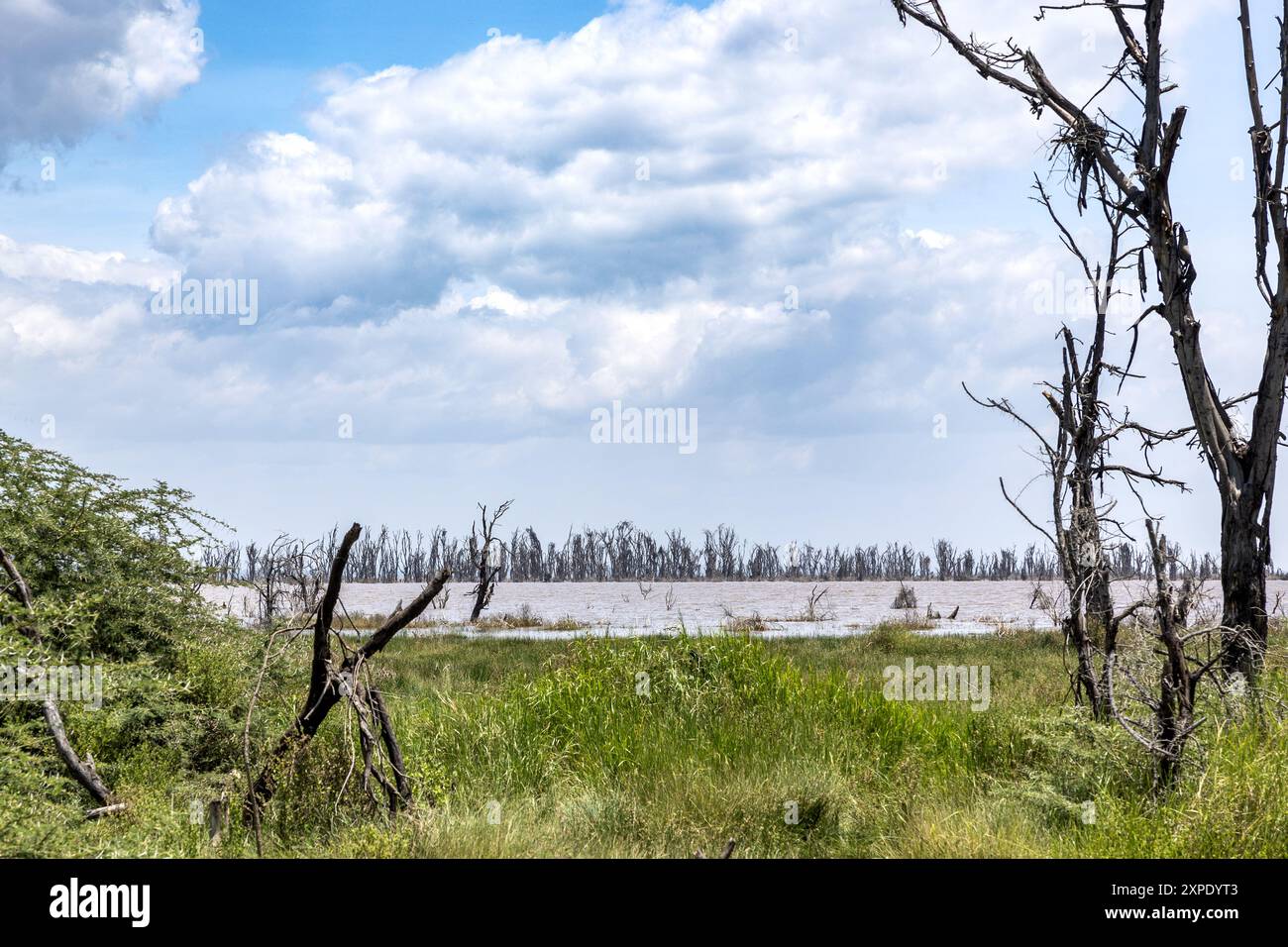 Alberi da febbre morta a causa delle inondazioni, lago Manyara, Parco Nazionale di Manyara, Tanzania Foto Stock