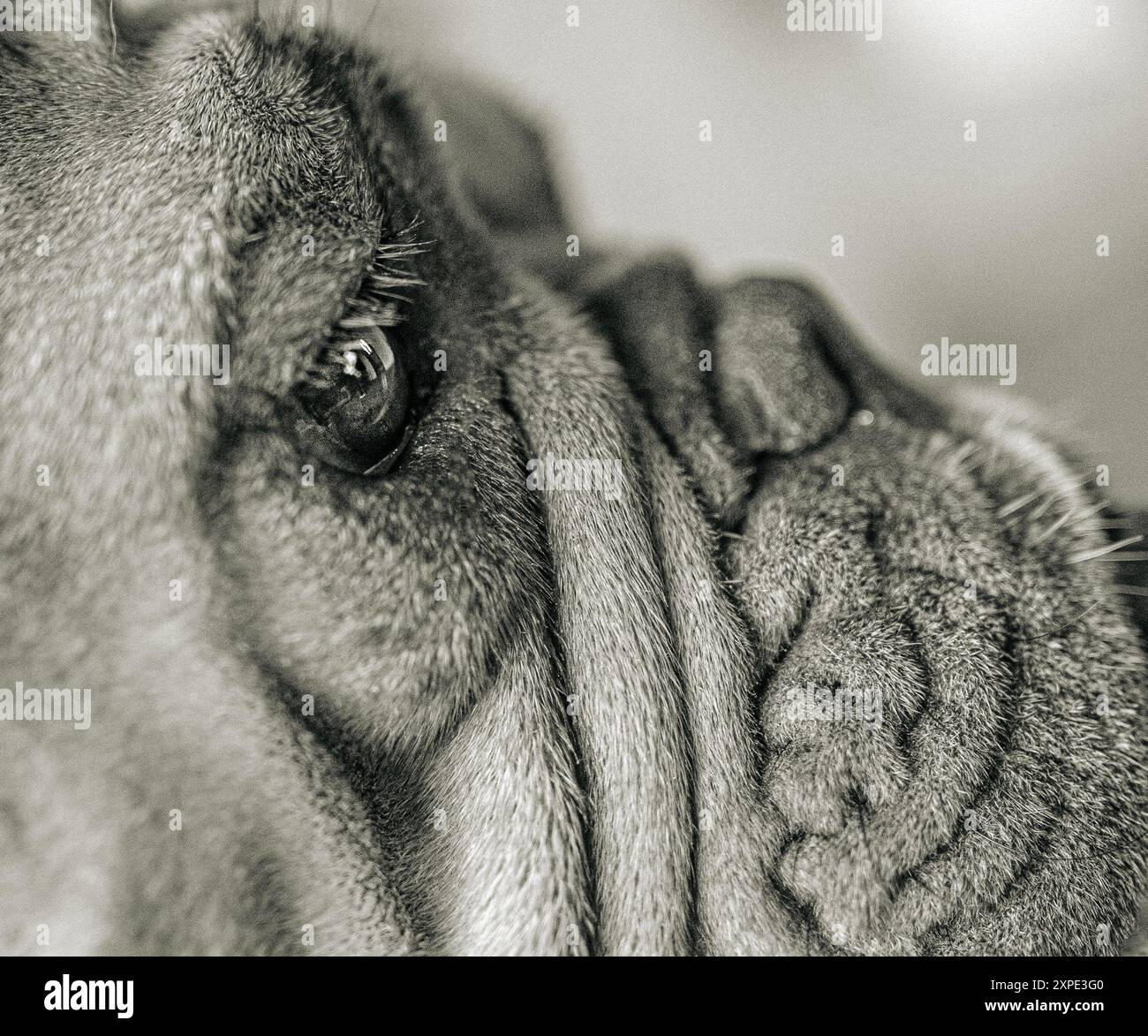 primo piano bianco e nero di cani Foto Stock