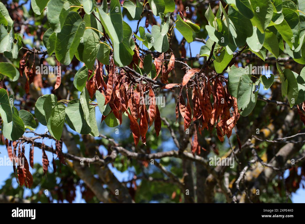 Cialde di semi dell'albero di Giuda o dell'albero di Giuda, Cercis siliquastrum, Fabaceae. Grecia, Europa. Un piccolo albero deciduo nella famiglia di piante fiorite Fabacea Foto Stock