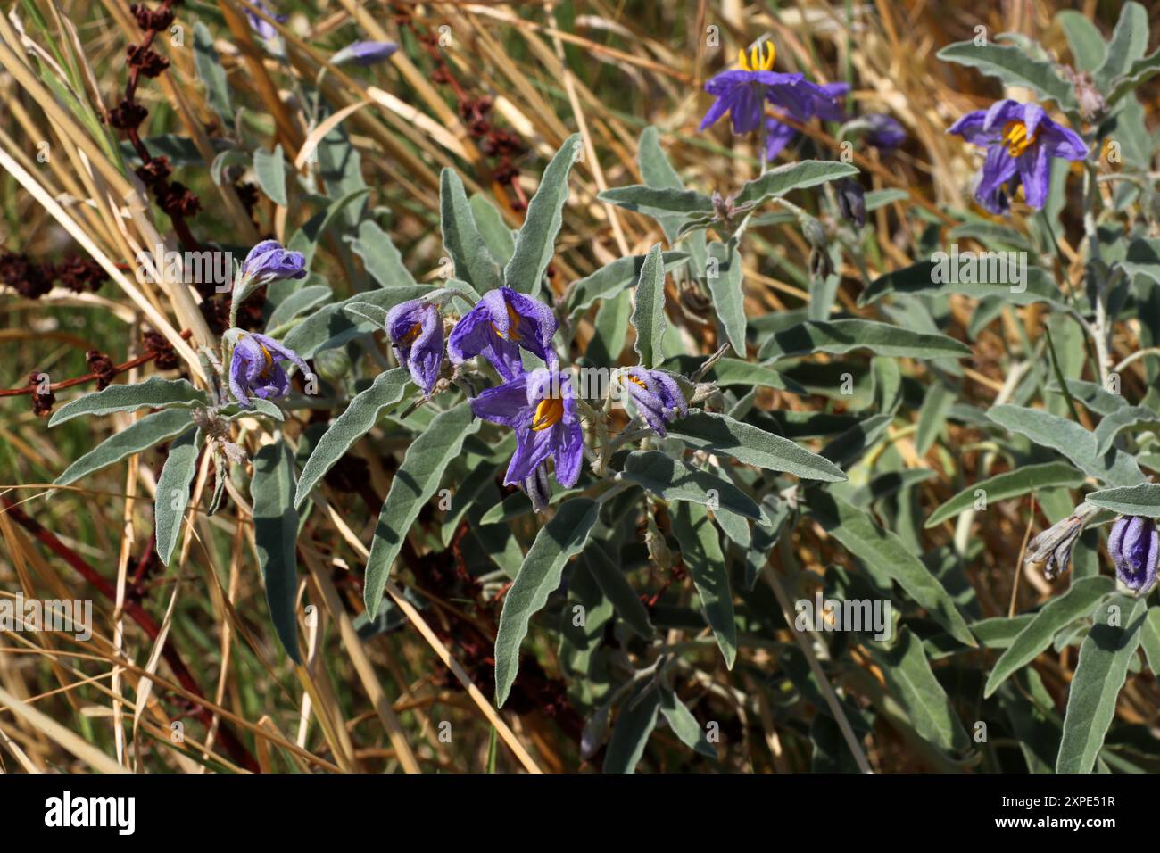 Silverleaf Nightshade o Silver-Leaved Nightshade, Solanum elaeagnifolium, Solanaceae. Grecia. Foto Stock