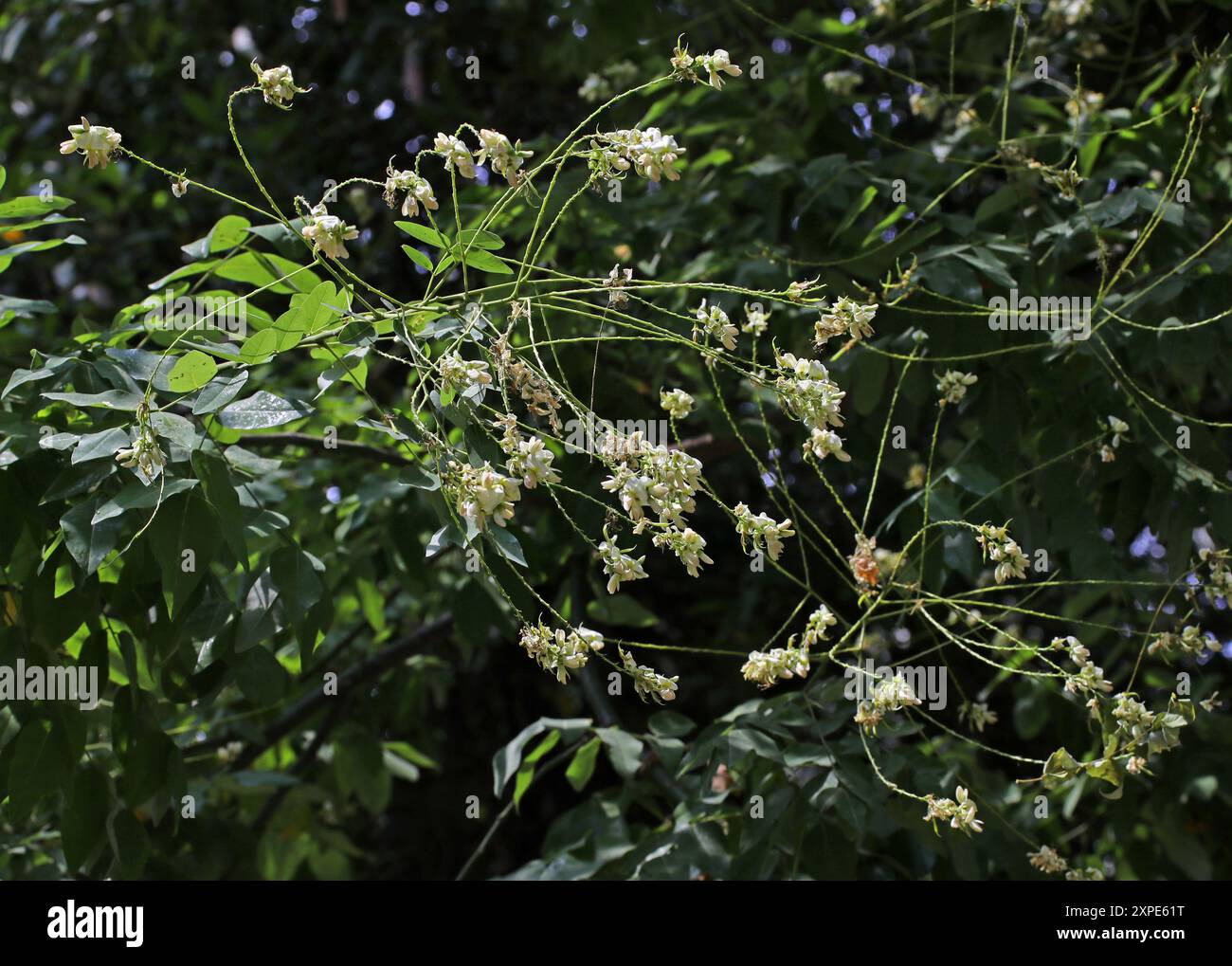 Japanese Pagoda Tree, Chinese Scholar Tree o Pagoda Tree, Styphnolobium japonicum, SYN. Sophora japonica, Fabaceae. Cina. Foto Stock