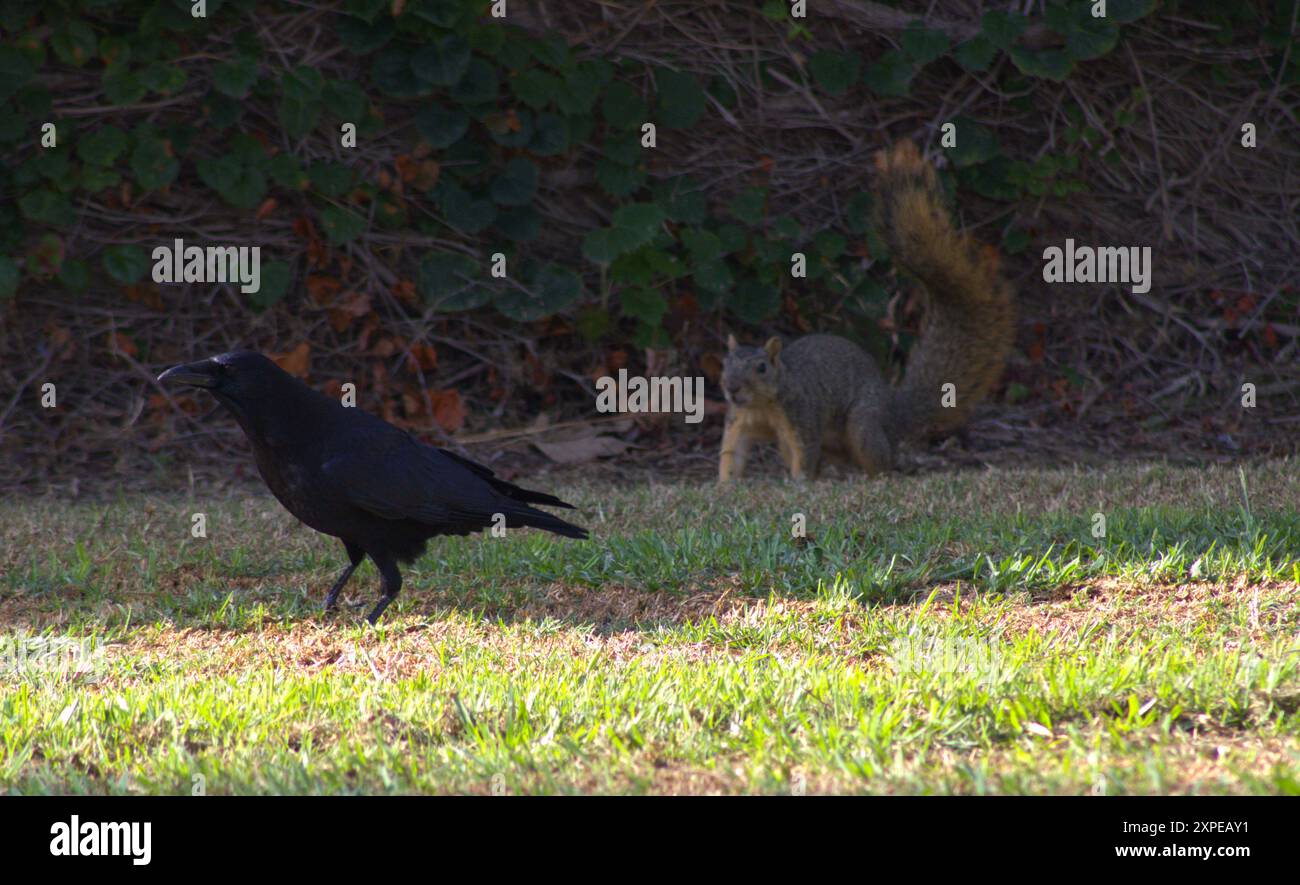 raven e scoiattolo coesistenti Foto Stock