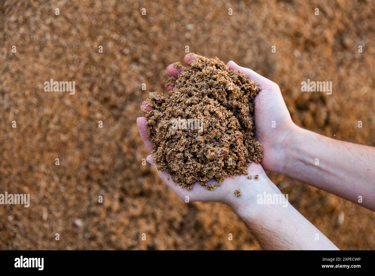 Mani maschili che tengono una manciata di birra bagasse Foto Stock