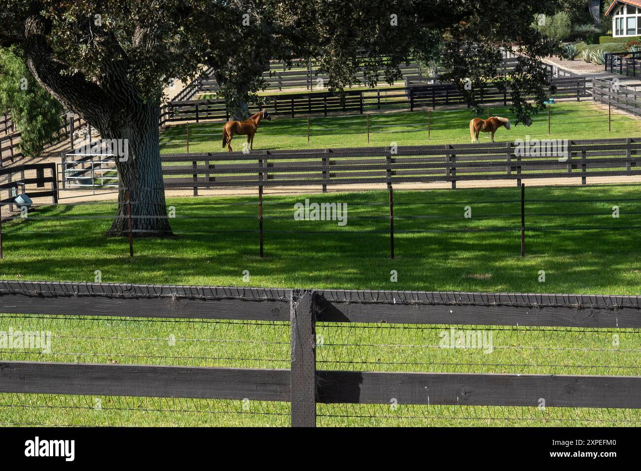 Due cavalli pascolano sull'erba verde nel loro paddock nella Santa Ynez Valley, in California. Foto Stock