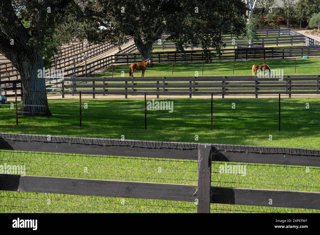 Due cavalli pascolano sull'erba verde nel loro paddock nella Santa Ynez Valley, in California. Foto Stock