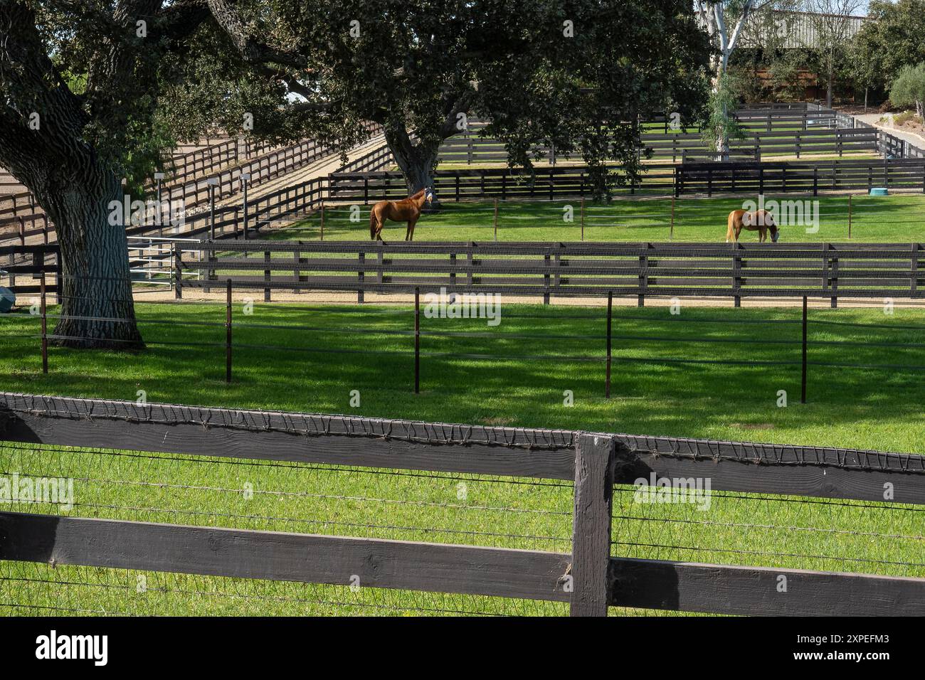 Due cavalli pascolano sull'erba verde nel loro paddock nella Santa Ynez Valley, in California. Foto Stock