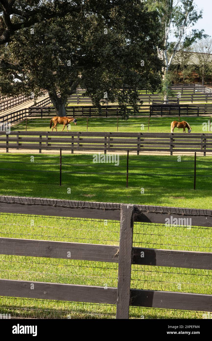 Due cavalli pascolano sull'erba verde nel loro paddock nella Santa Ynez Valley, in California. Foto Stock