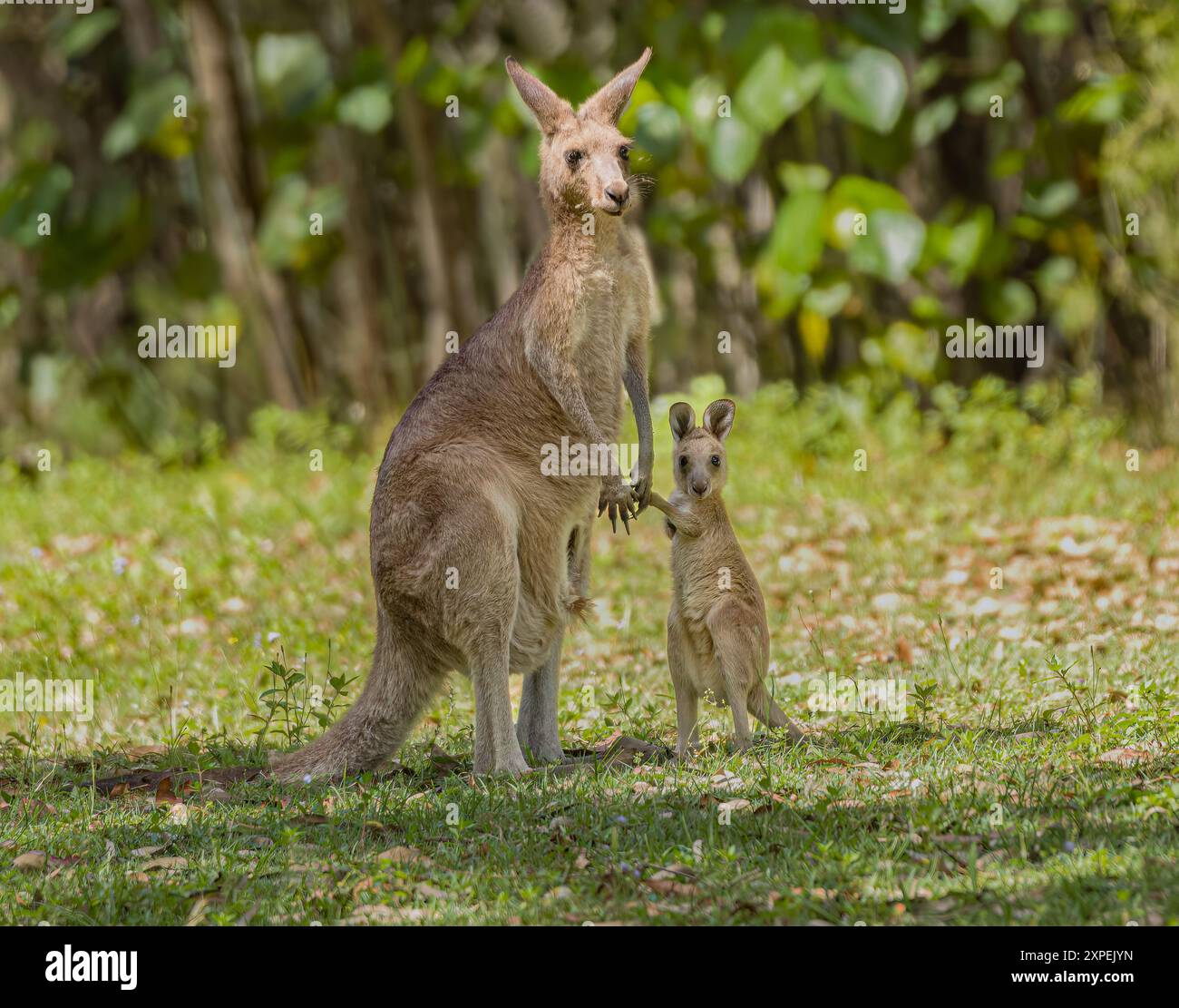Canguro grigio orientale con il suo giovane joey nella natura selvaggia con un paesaggio sfocato di sfondo naturale. Queensland, Australia. Foto Stock