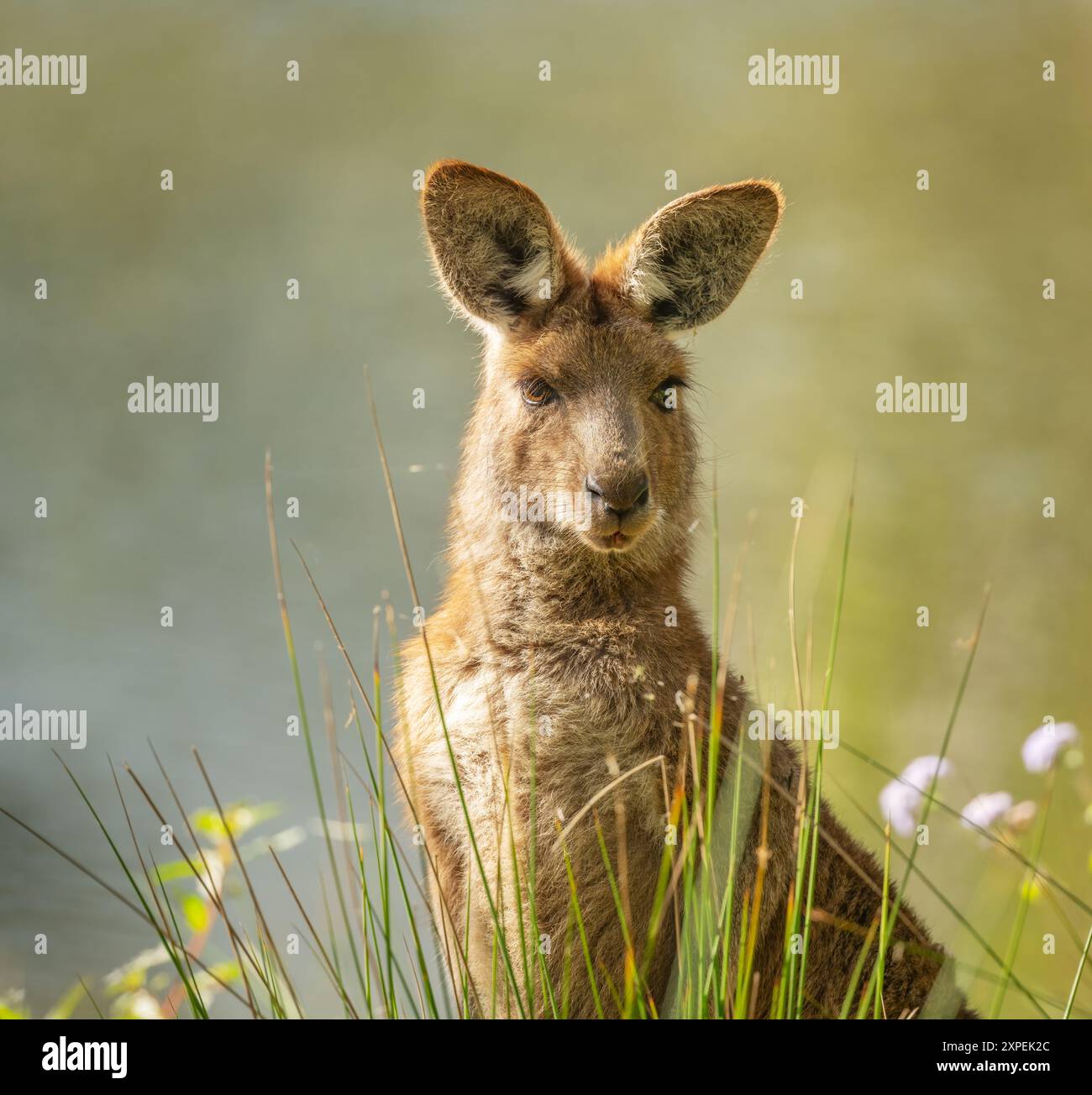 Canguro grigio orientale in natura durante il sole del mattino presto, creando un'immagine ritratto a luce laterale nella Gold Coast, Queensland, Australia. Foto Stock