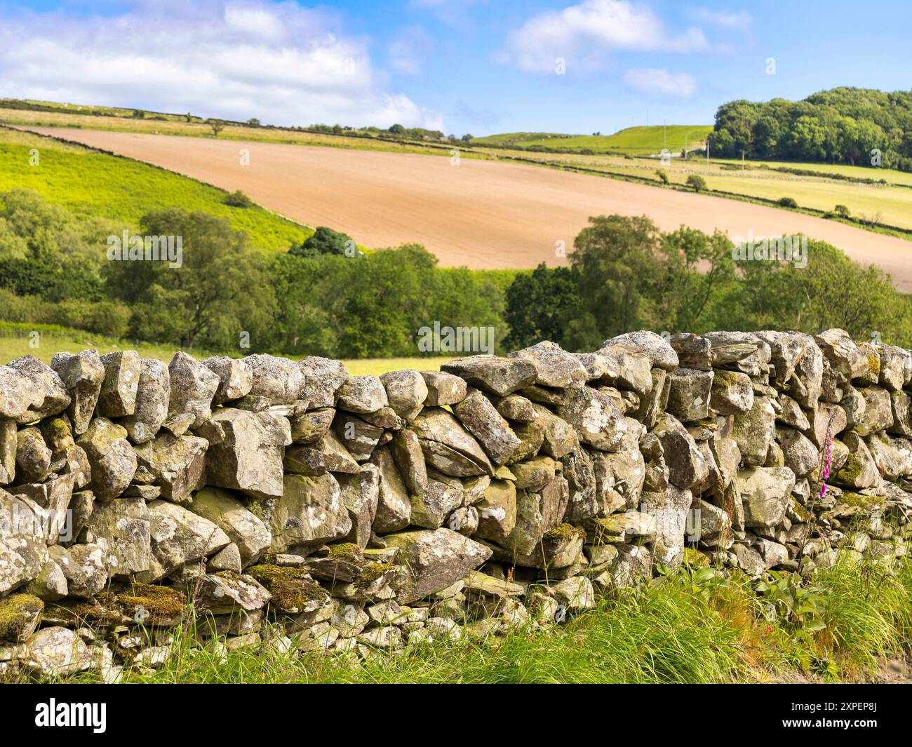 Muro di pietra a secco situato in terreni agricoli, Dumfries e Galloway, Scozia. La concentrazione è sul muro. Foto Stock