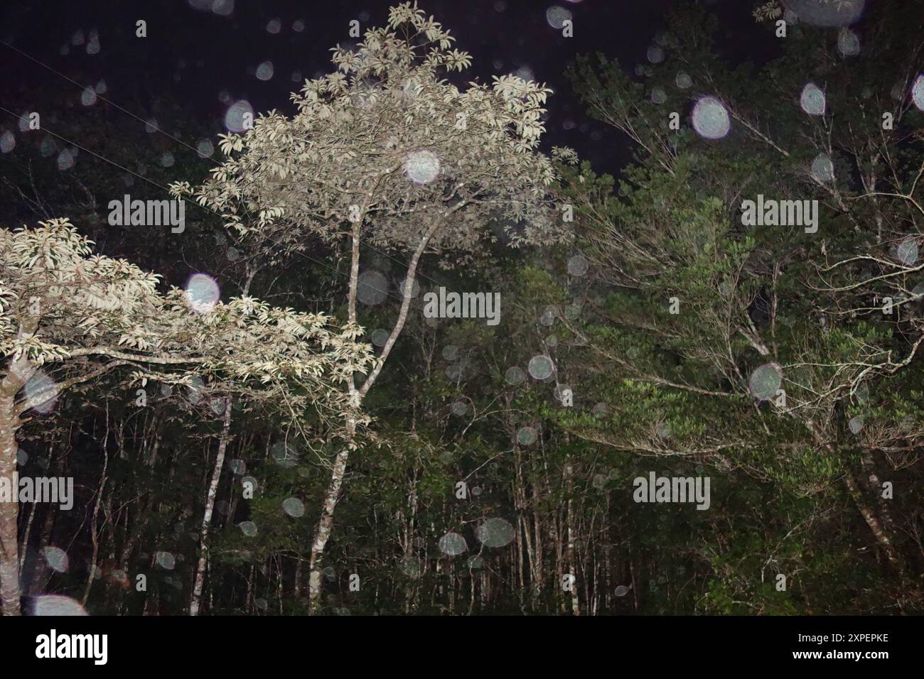 Notte della foresta pluviale, Atherton Tableland, Queensland, Australia Foto Stock