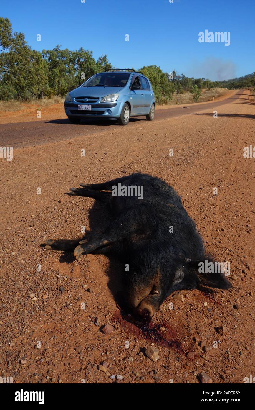 Maiale selvatico, Gulf Development Road, vicino a Mt Surprise, Outback Queensland, Australia. Nessuna PR Foto Stock Maiale selvatico, Gulf Development Road, vicino a Mt Surprise, Outback Queensland, Australia. Nessuna PR Foto Stock