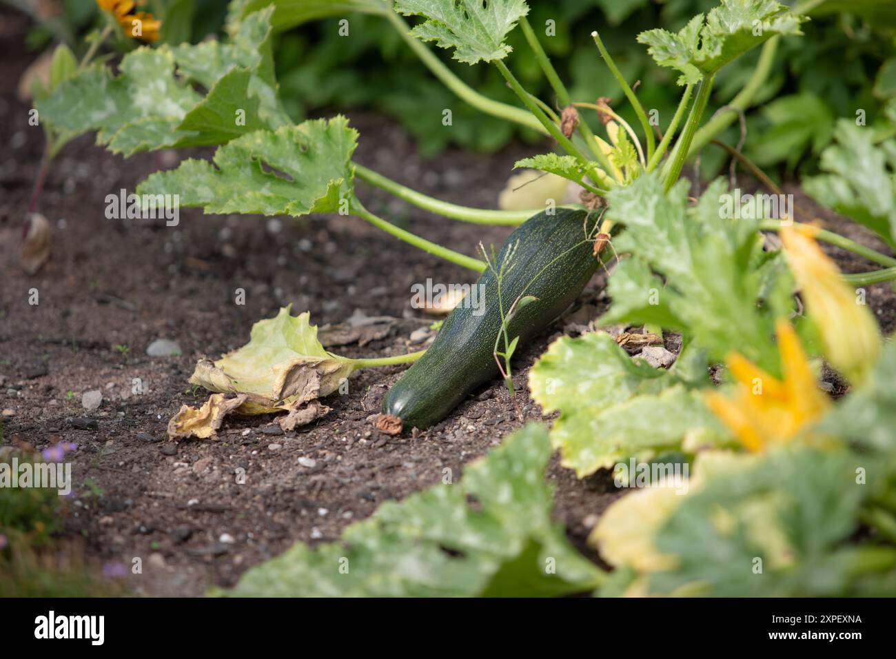 Vista di una zucchina che cresce sul terreno, in un giardino. Foto Stock