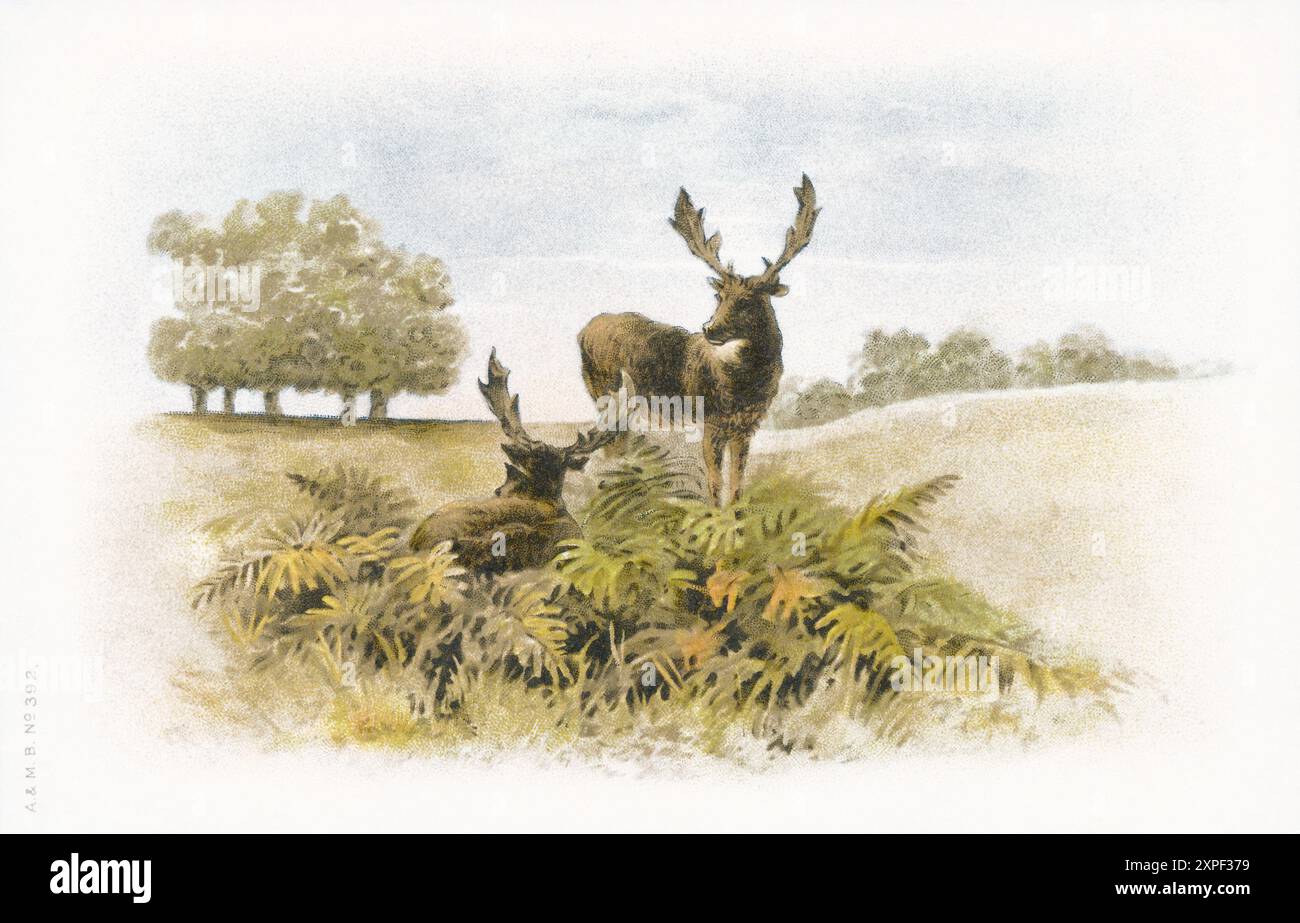 Cartolina cromolitografica d'epoca edoardiana di due cervi in campagna. Foto Stock