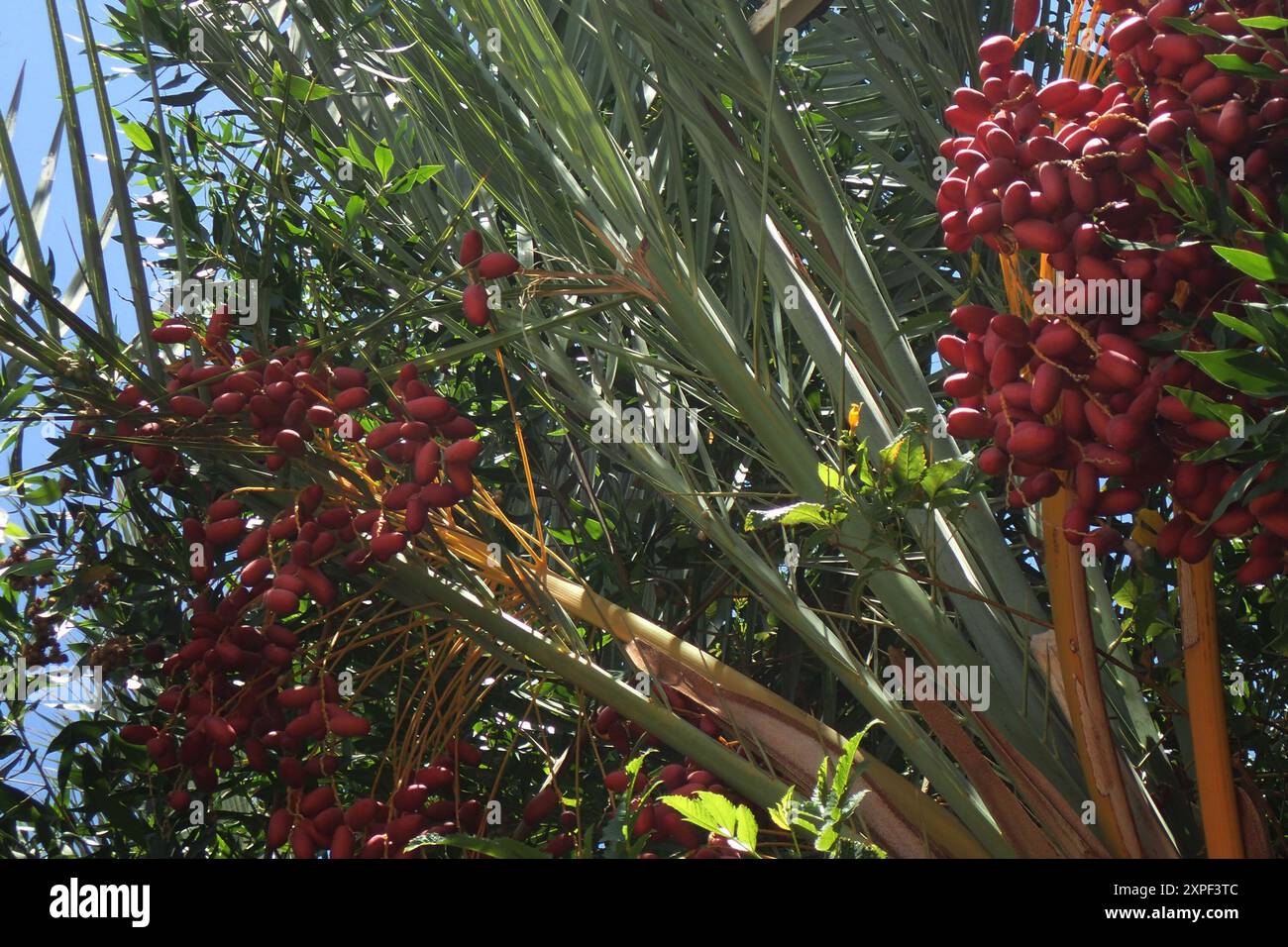 Dattera frutta di palma nell'estate calda dell'Egitto Foto Stock