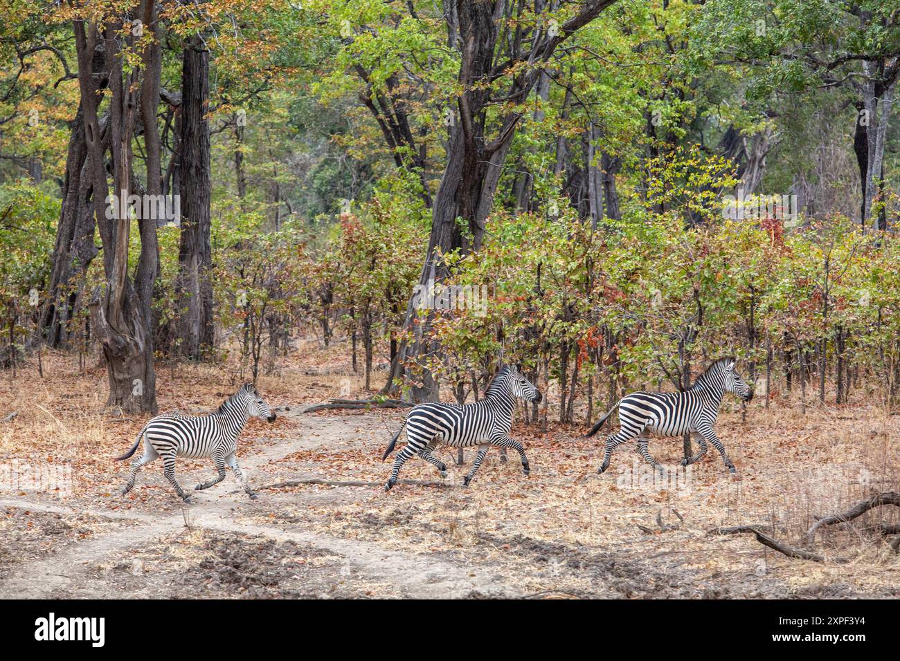 Gruppo di tre zebre di Crawshay (Equus quagga crawshayi) in un bosco di mopane maturo nel Parco Nazionale Luangwa settentrionale Foto Stock