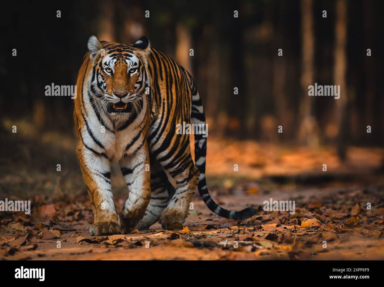 Tigre del Bengala dalla foresta della riserva delle tigri di Bandhavgarh Foto Stock