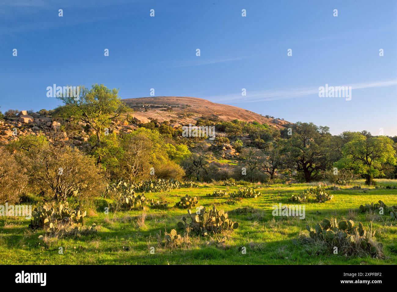 Main Dome all'alba, cactus di fichi d'India, Enchanted Rock State Natural area, in Hill Country vicino a Fredericksburg, Texas, Stati Uniti Foto Stock