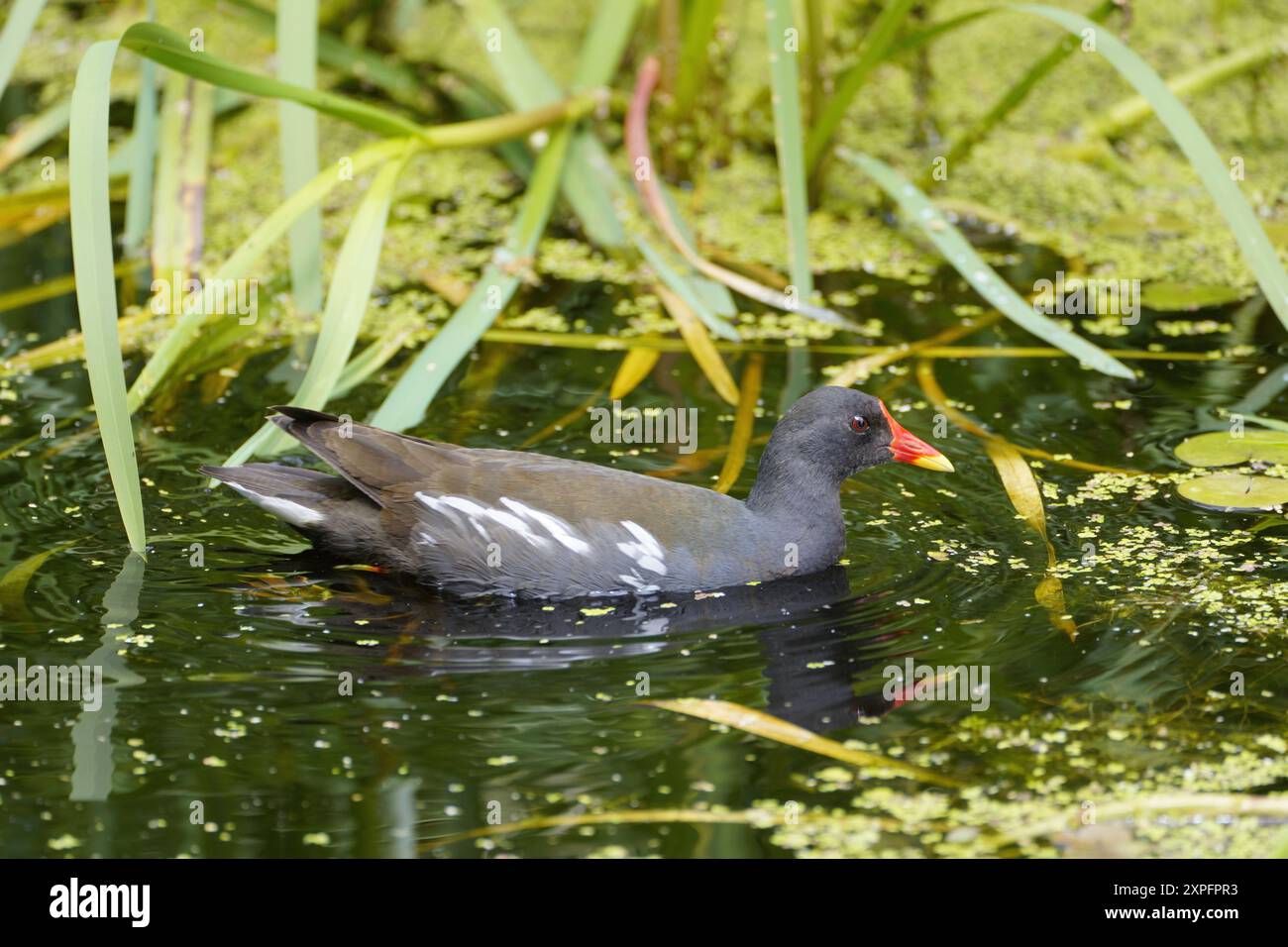 moorhen in estate Foto Stock