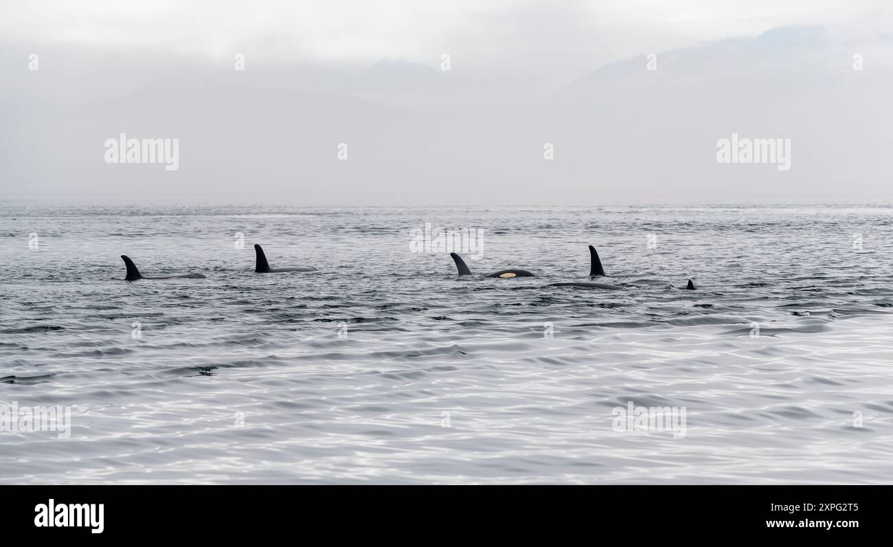 Pod di 5 orca (Orcinus Orca), osservazione delle balene di Telegraph Cove, Isola di Vancouver, Canada. Foto Stock