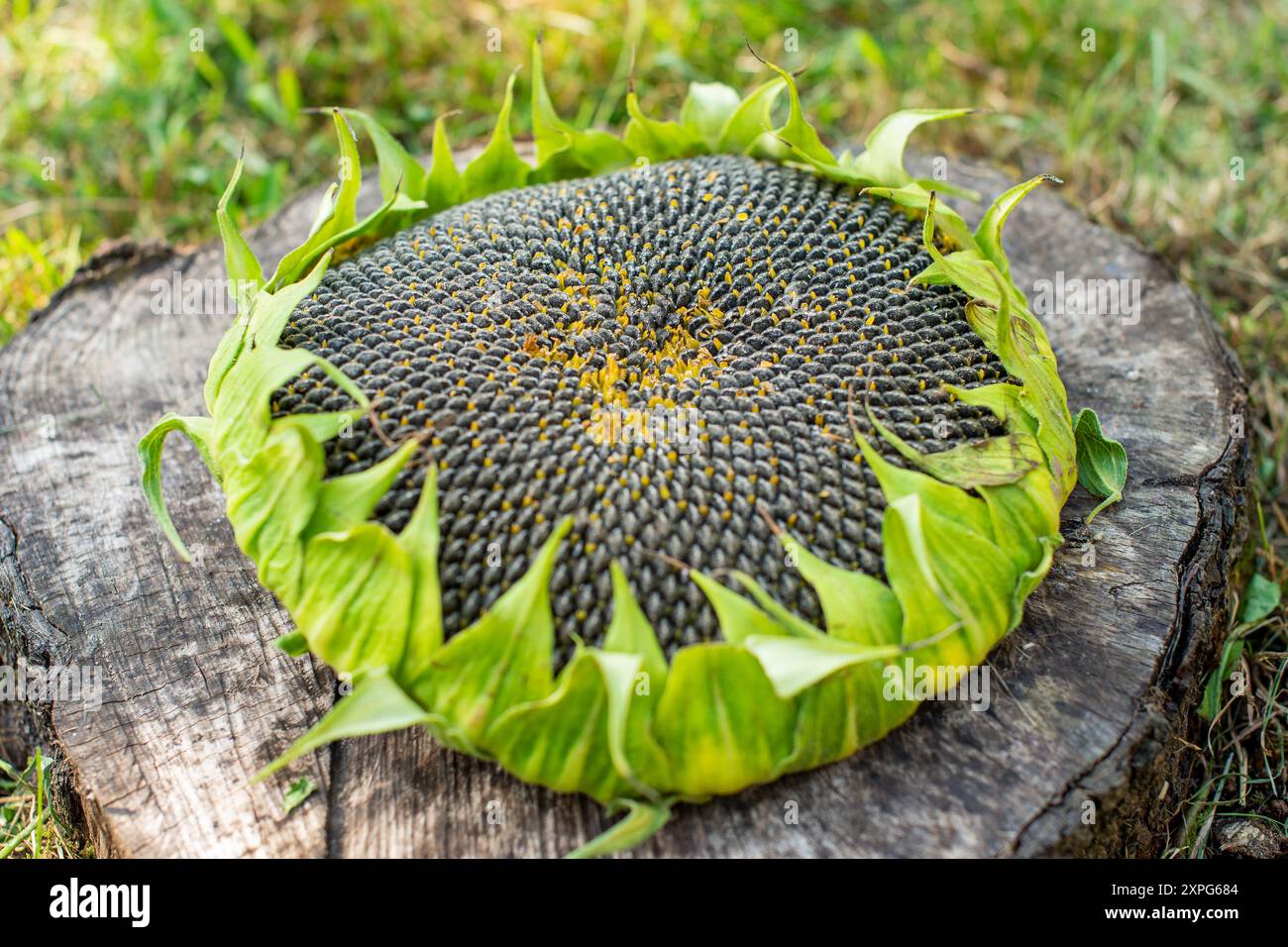 Testa di girasole con semi commestibili neri non sgusciati Foto Stock