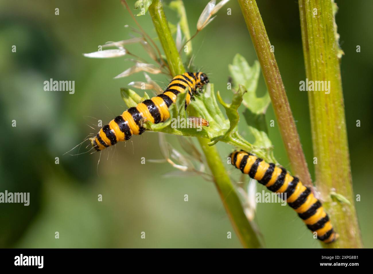 Caterpillars di falena di cinabro che si nutrono di piante di ragwort. REGNO UNITO Foto Stock