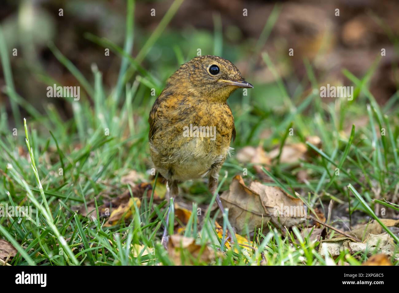 Giovane Robin europeo, . Sussex, Regno Unito Foto Stock