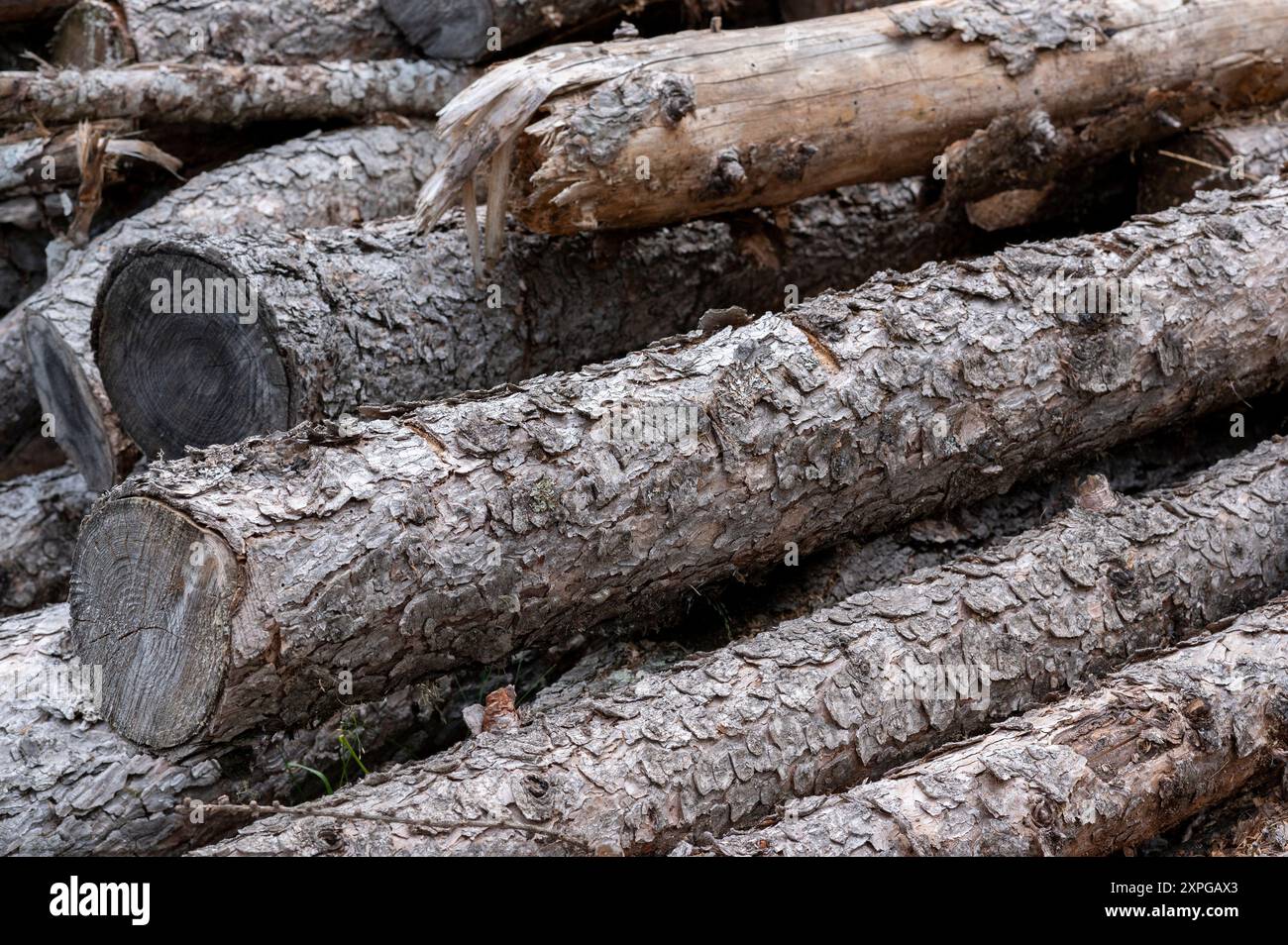 Tronchi di larice tagliati e pronti per lavori di carpenteria (Alpi marittime) Foto Stock