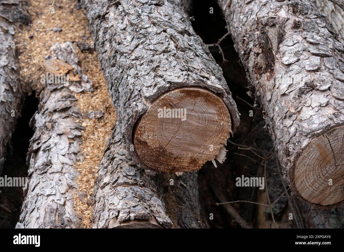 Tronchi di larice tagliati e pronti per lavori di carpenteria (Alpi marittime) Foto Stock