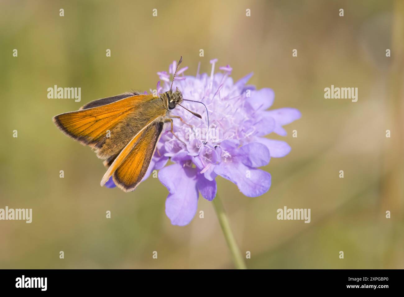Piccolo skipper presso Tout Quarry Portland Dorset Regno Unito Foto Stock
