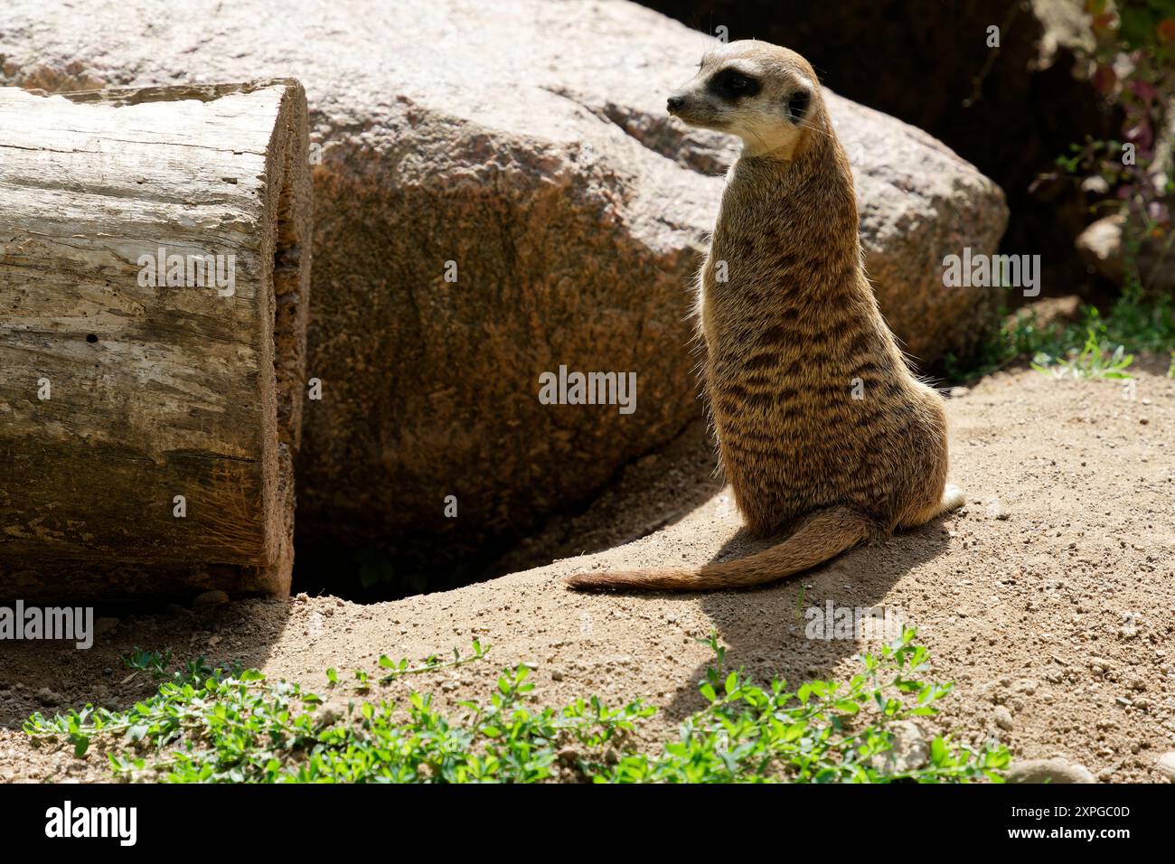 Immagine ravvicinata di un Meerkat a strisce marroni seduto accanto a una pietra e a un pezzo di legno Foto Stock