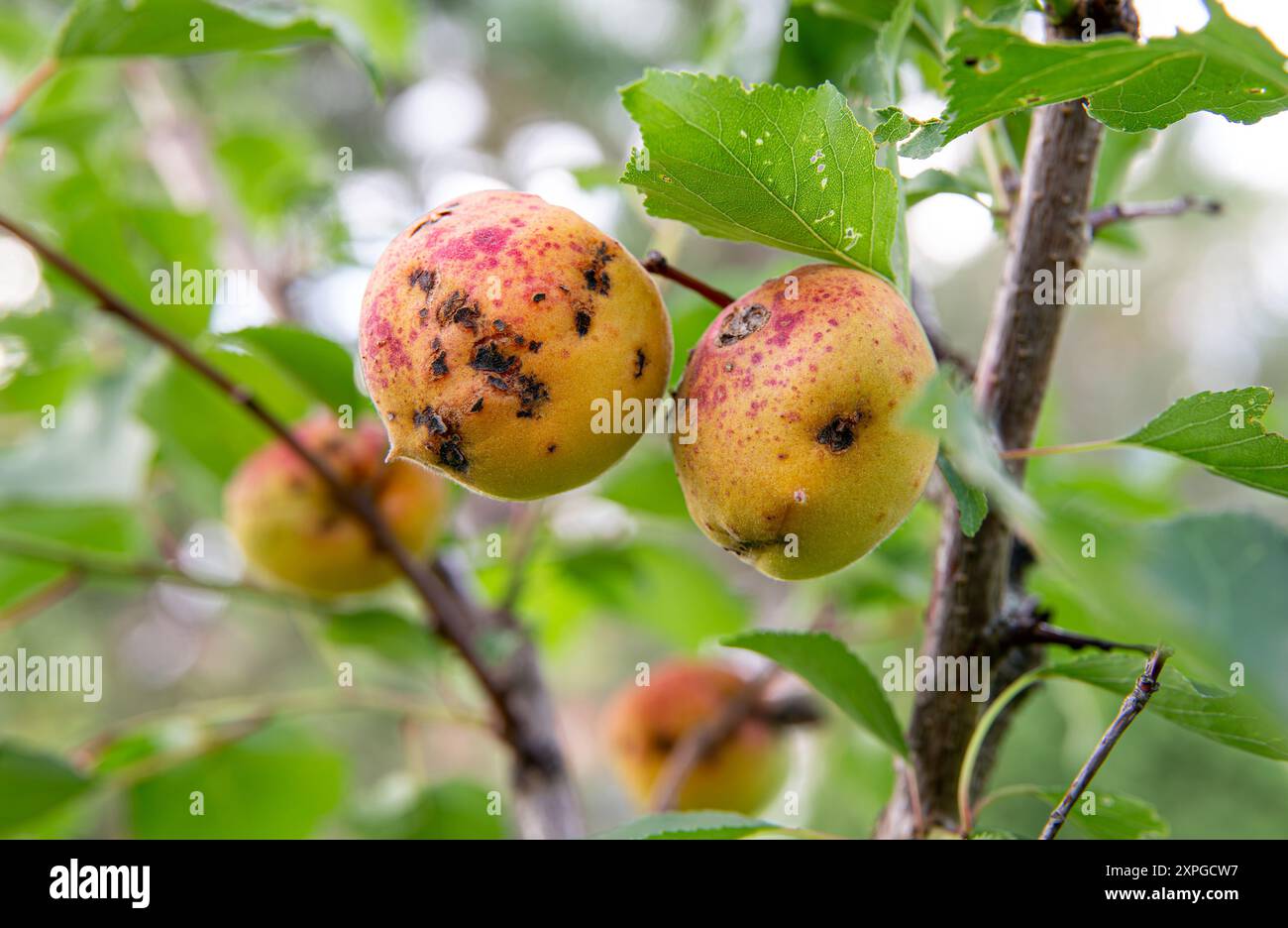 Macchie batteriche sulla pesca Prunus persica frutta, macchie di scabro nero brutte sui frutti di picca. Alberi di pesca che crescono in giardino in estate. Foto Stock