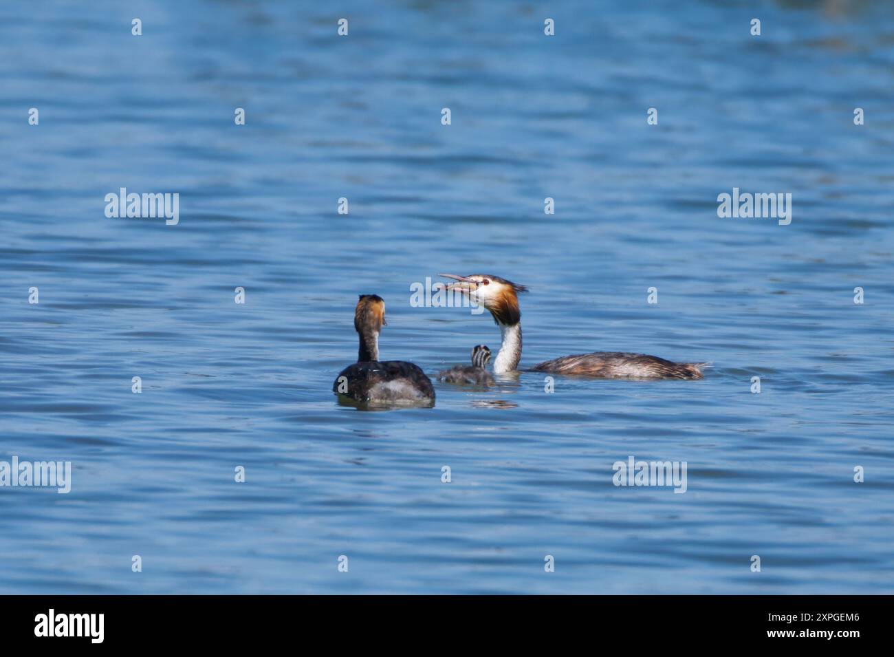 Pesce grosso. Un piccolo grebe. Giovane grebe che cerca di ingoiare il pasto che l'uccello adulto ha portato con poca fortuna. Infine l'adulto mangia il pesce. Foto Stock