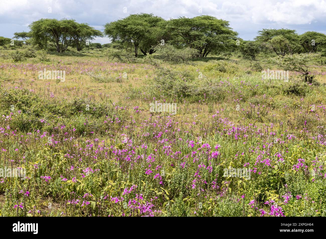 Alberi di spina rossa, Acacia lahai, detti alberi di ombrello, per la loro ombra, e fiori, Serengeti Plains, Tanzania Foto Stock