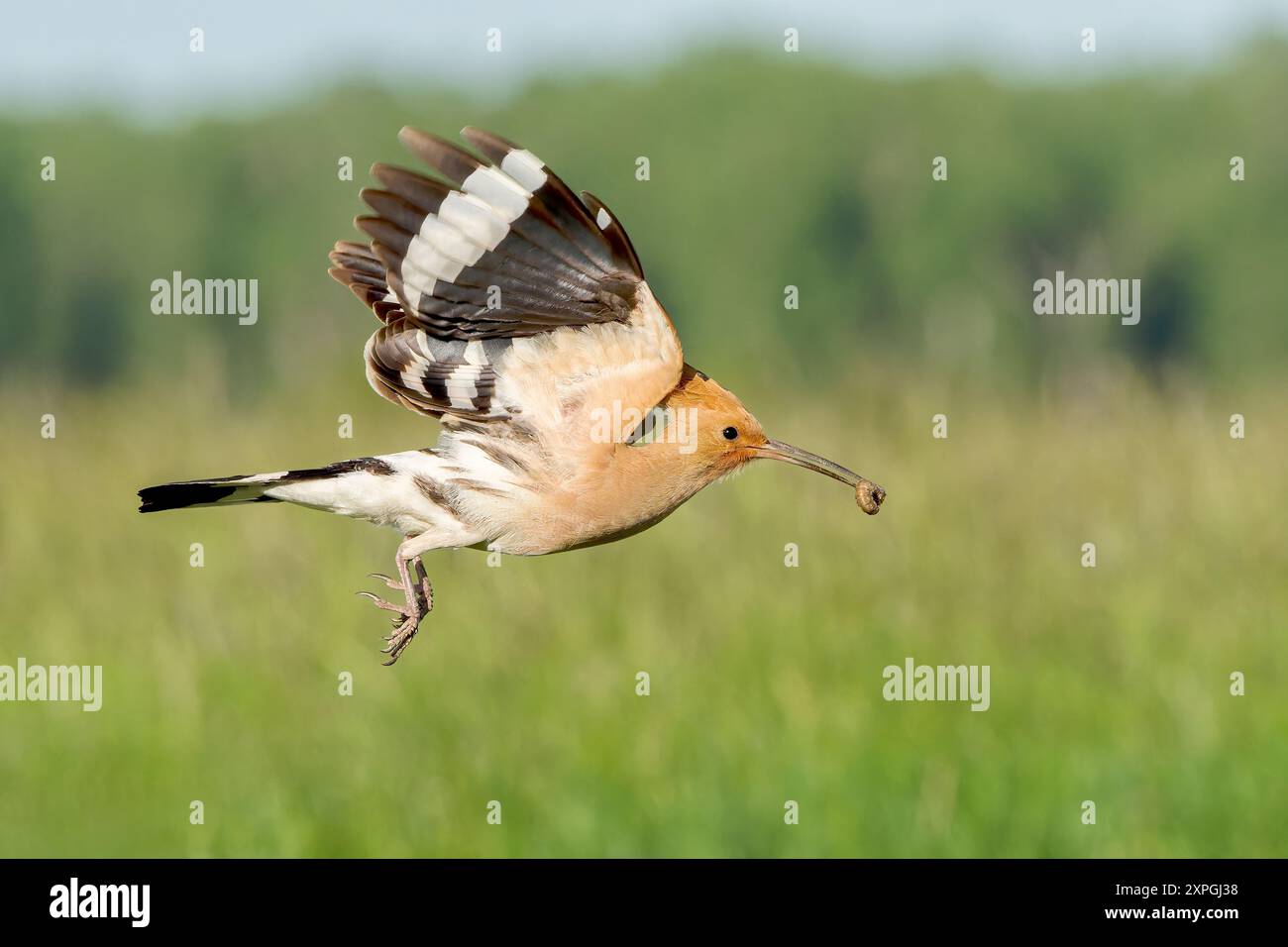 Eurasian Hoopoe, Upupa epops, singolo adulto che vola con il grub nel becco per nidificare per i pulcini, Hortobagy, Ungheria, 30 aprile 2024 Foto Stock