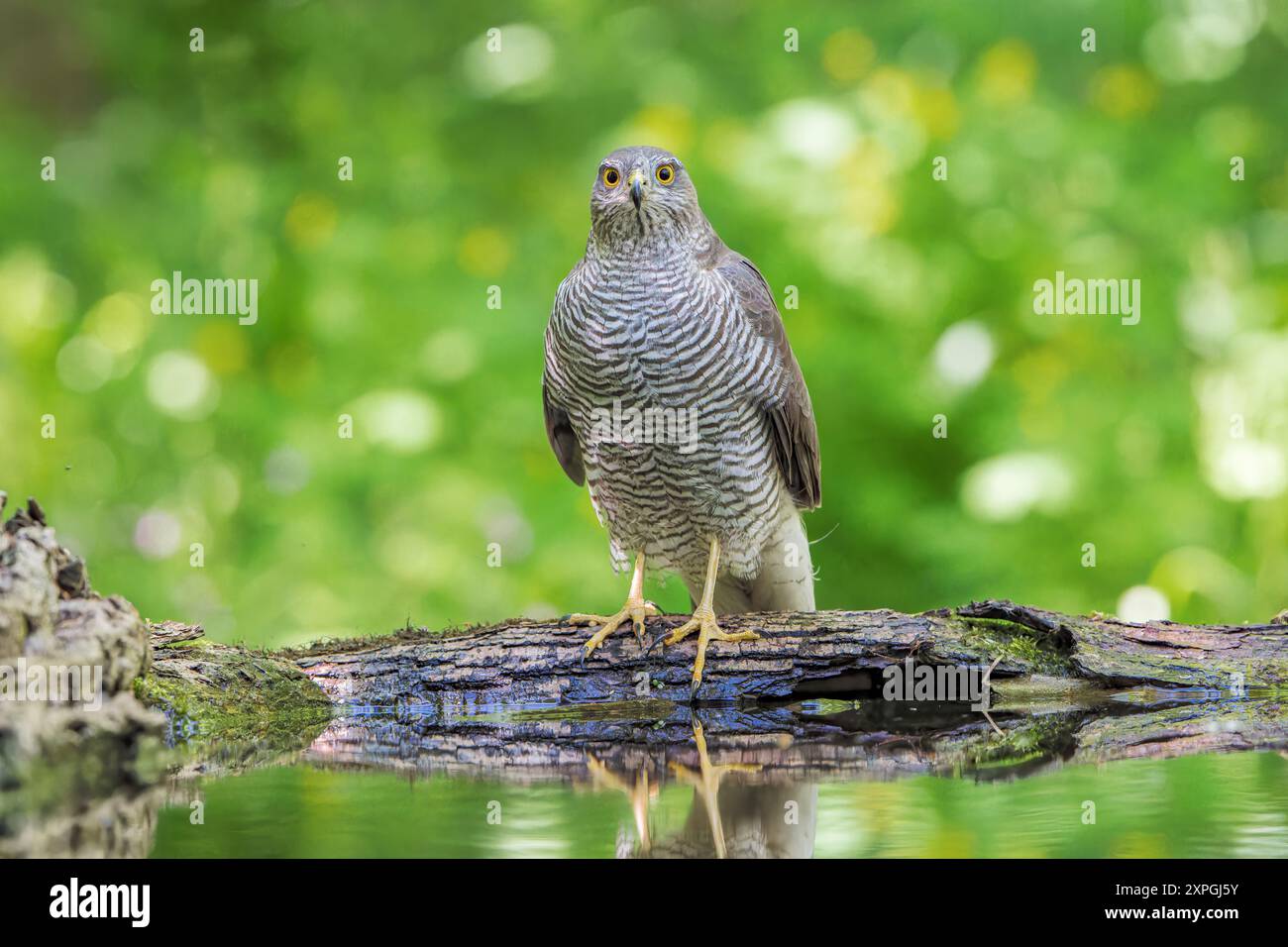 Sparrowhawk eurasiatico, Accipiter nisus, maschio adulto singolo in piedi a terra vicino all'acqua nel bosco, Hortobagy, Ungheria, 1° maggio 2024 Foto Stock