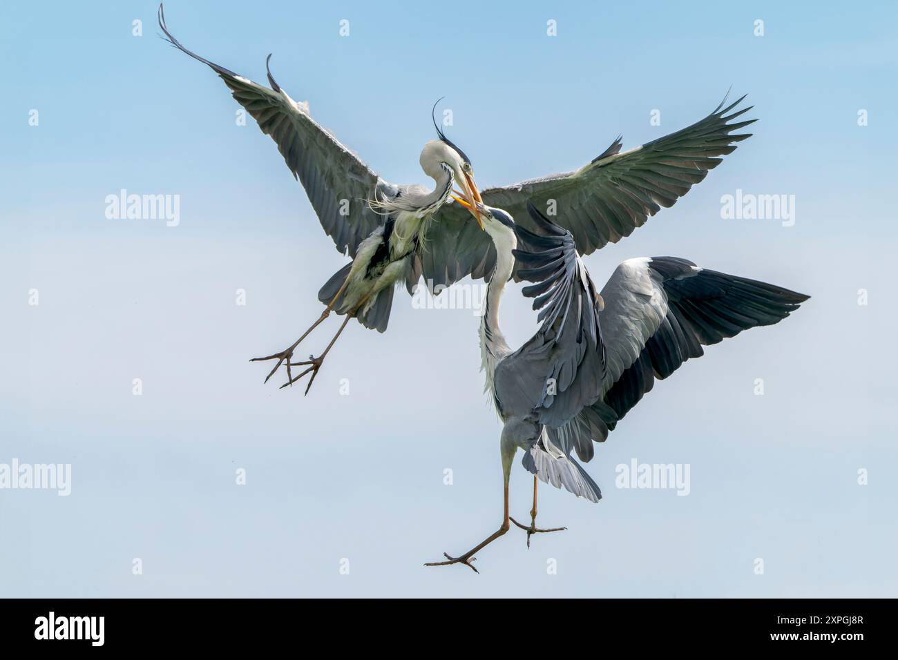 Grey Heron, Hortobagy, Ardea cinerea, due adulti che combattono a mezz'aria, Ungheria, 3 maggio 2024 Foto Stock