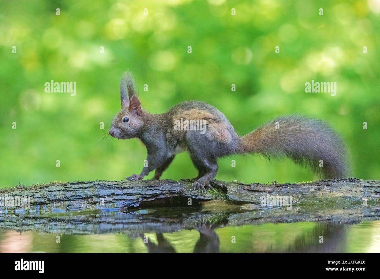 Red Squirrel, Sciurus vulgaris, singolo adulto in piedi sul tronco vicino all'acqua, Hortobagy, Ungheria, 1° maggio 2024 Foto Stock