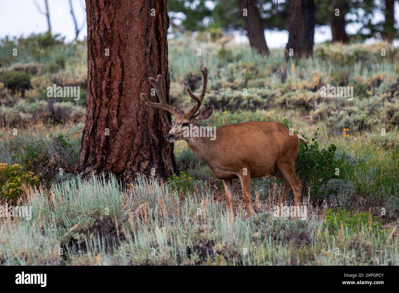 Un cervo di mulo con palchi in piedi nella macchia di sapone del Parco Nazionale delle Montagne Rocciose in Colorado, Stati Uniti. Foto Stock